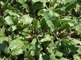 トリメチルグリシン 化粧品製造・開発・販売・企画提案ベル・クール研究所